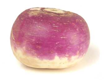 A turnip, of course